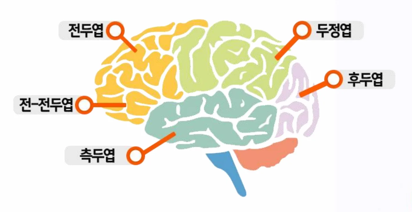 뇌 옆모습 그림. 전두엽, 두정엽, 후두엽, 측두엽과 전-전두엽의 위치가 표시되어 있다.
