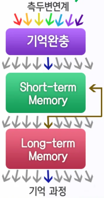 기억 과정 도식. 측두 변연계에서 기억완충, 단기기억(Short-term Memory), 장기기억(Long-term Memory) 순으로 이어진다.