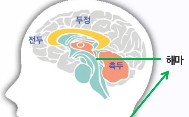 머리 옆모습 속 뇌 단면 그림. 전두, 두정, 측두 부위와 해마의 위치가 표시되어 있다.